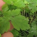 Geranium versicolor Deilen