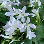 Oxalis incarnata Λουλούδι