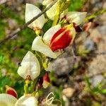 Cytisus scoparius Kukka