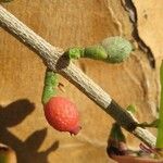 Tapinanthus dependens Fruto