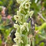 Platanthera hyperborea Floare