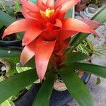 Guzmania lingulataBloem