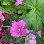 Geranium endressii Квітка