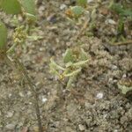 Atriplex pedunculata Habitatea