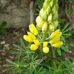 Lupinus arboreus പുഷ്പം