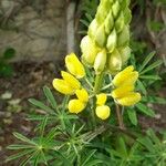 Lupinus arboreus 花