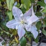 Clematis × jackmaniiFlor