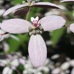 Congea tomentosa Flor