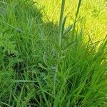 Cardamine pratensis Blad