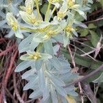 Euphorbia nicaeensis Blüte