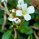 Cardamine resedifolia Blüte
