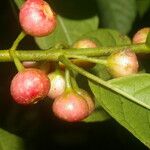 Siparuna thecaphora Fruit