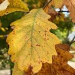 Quercus bicolor Folio