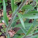 Echinacea pallida List