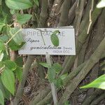 Piper arboreum Φλοιός