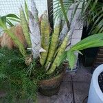 Cyrtopodium andersonii Plante entière