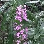 Platanthera psycodes Flor