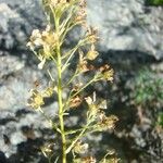 Saxifraga cochlearis Altul/Alta