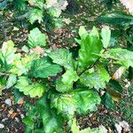 Quercus canariensis Leaf