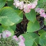 Hydrangea macrophyllaFeuille