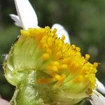 Anthemis cretica Flower