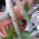 Austrocylindropuntia cylindrica Leht