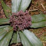 Floscopa robusta Flor