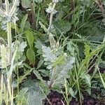 Salvia verbenaca Blatt