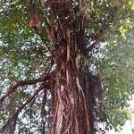Ficus microcarpa ശീലം