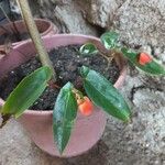 Begonia rubriflora पत्ता