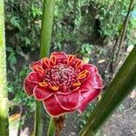 Etlingera hemisphaerica Květ