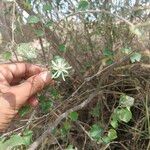 Grewia tenax Leaf