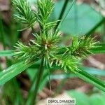 Cyperus strigosus Flor