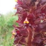 Orobanche variegata 其他