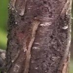 Callitris monticola 樹皮