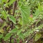 Scutellaria albida 葉
