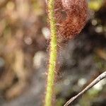 Asplenium aethiopicum Yaprak