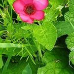 Linum grandiflorum Leaf