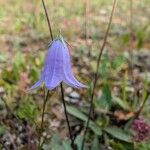 Campanula rotundifoliaÇiçek