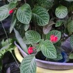 Episcia cupreata Kvet