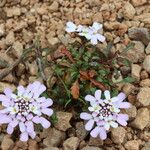 Iberis carnosa Flor
