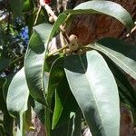 Ficus salicifolia Blatt