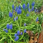 Muscari armeniacum Характер