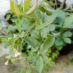 Oxalis barrelieri Квітка