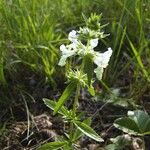 Stachys annua Floro