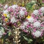 Teucrium capitatum 花