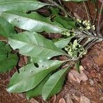 Dutailliopsis gordonii Hábito