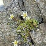 Saxifraga bryoides Feuille