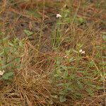 Scutellaria racemosa عادت داشتن