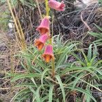 Digitalis obscura Flower